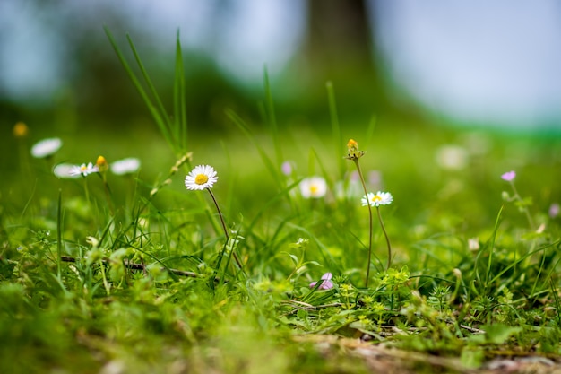 Flores de primavera en el jardín