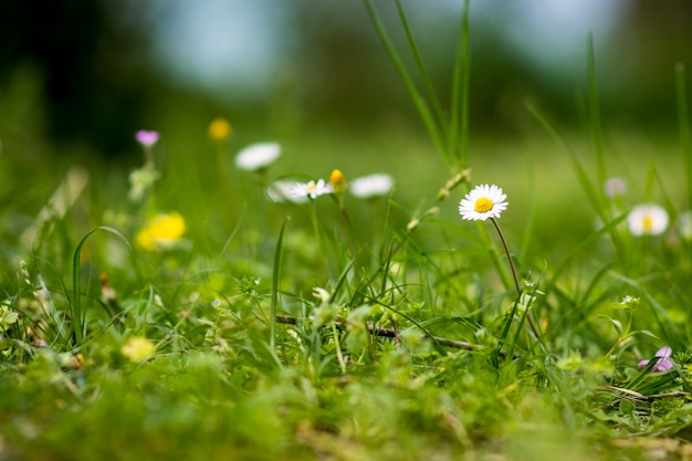 Flores de primavera en el jardín