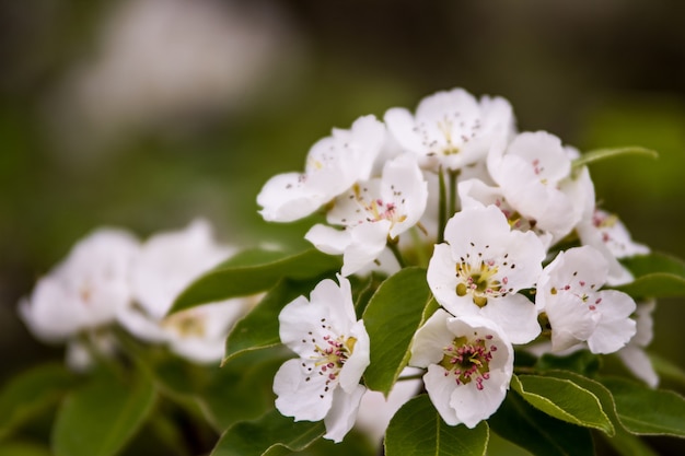 Flores de primavera en el jardín