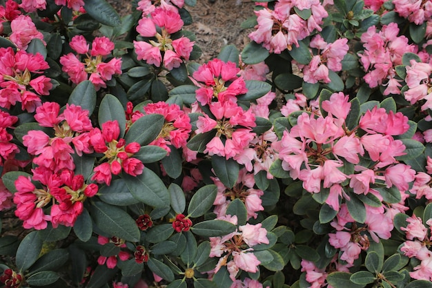 Flores de primavera jugosas y brillantes en la naturaleza en pantalla completa