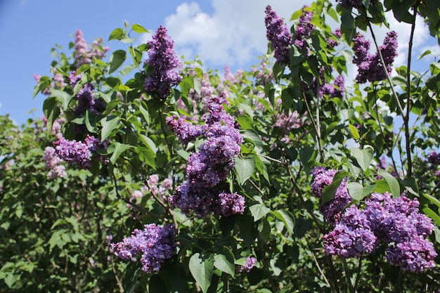 Flores de primavera jugosas y brillantes en la naturaleza en pantalla completa