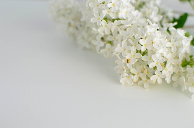 Flores de primavera Lila blanca con hojas verdes en un arreglo plano de fondo blanco Vista desde arriba Lugar para el texto