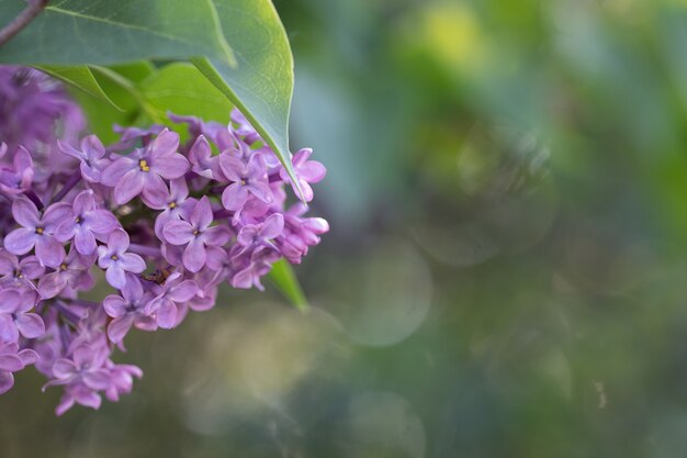 Flores de primavera lila