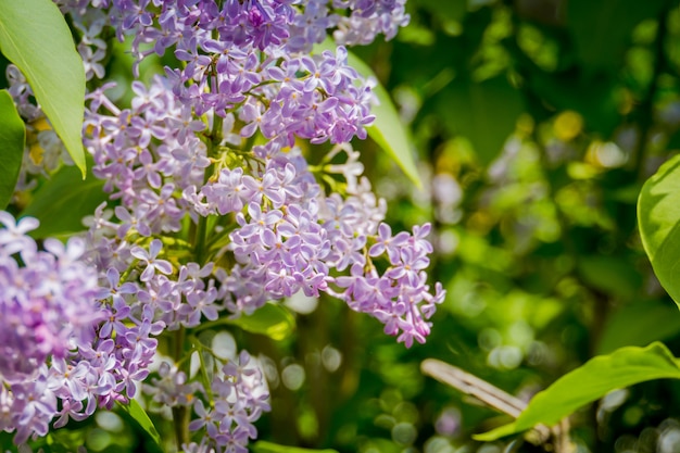 Flores de primavera lila