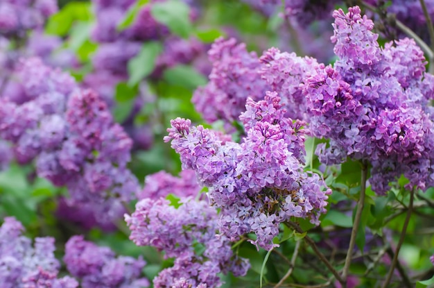 Flores de primavera lila