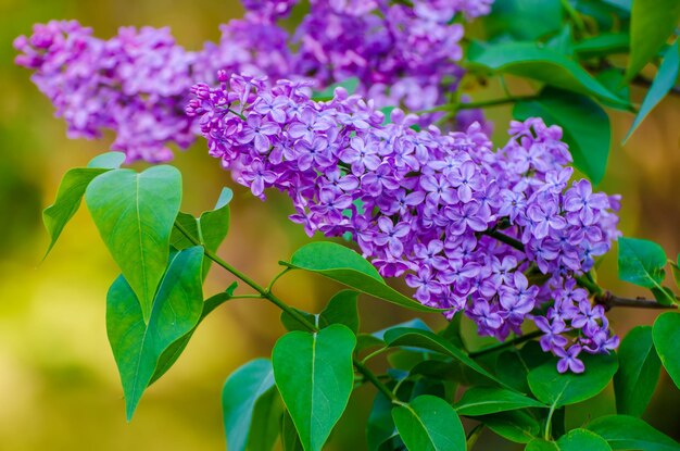 Flores de primavera lila