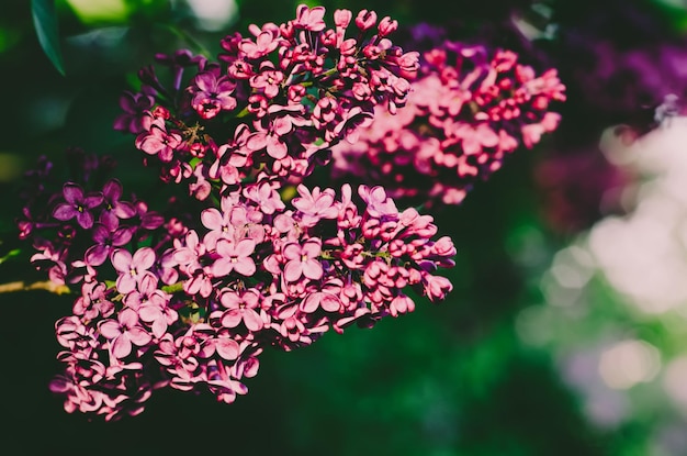 Flores de primavera lila