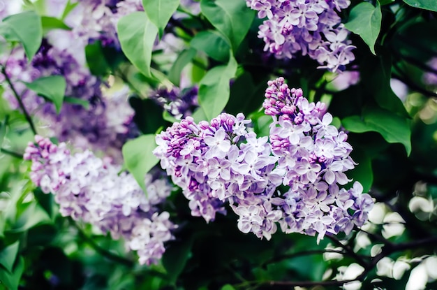 Flores de primavera lila