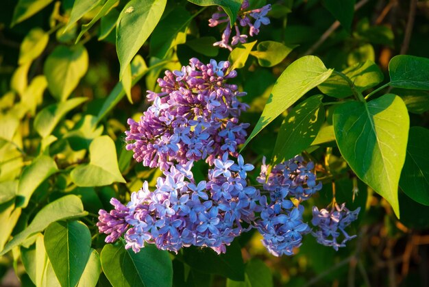 Flores de primavera lila