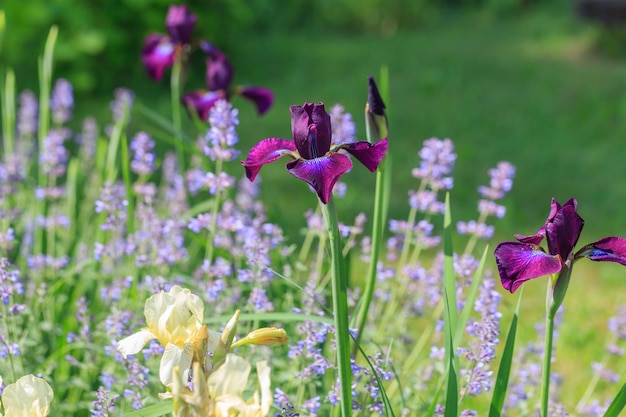 Flores de primavera lirios siberianos púrpuras y hierba gatera en un día soleado en el fondo de una hermosa casa grande