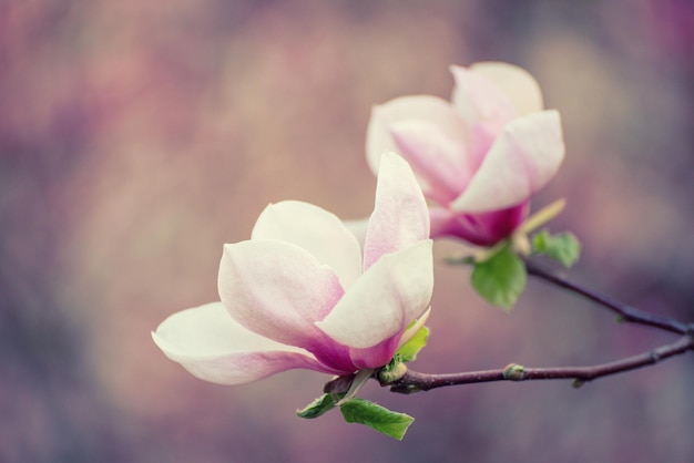 Flores de primavera magnolia