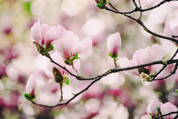 Flores de primavera magnolia