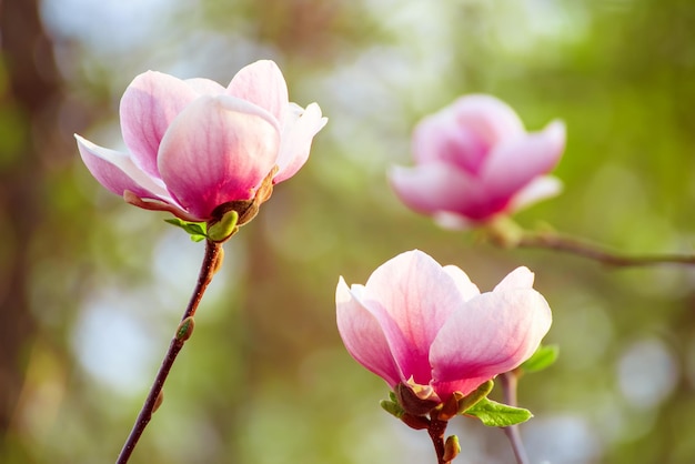 Flores de primavera magnolia