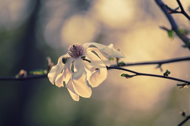 Flores de primavera magnolia