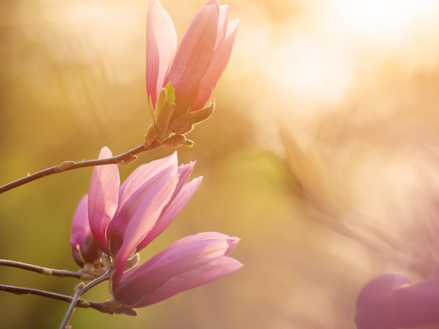 Flores de primavera magnolia