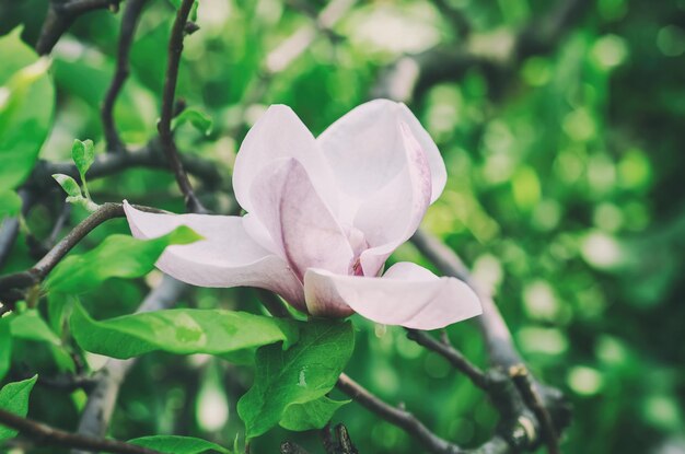 Flores de primavera magnolia