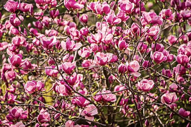 Flores de primavera magnolia