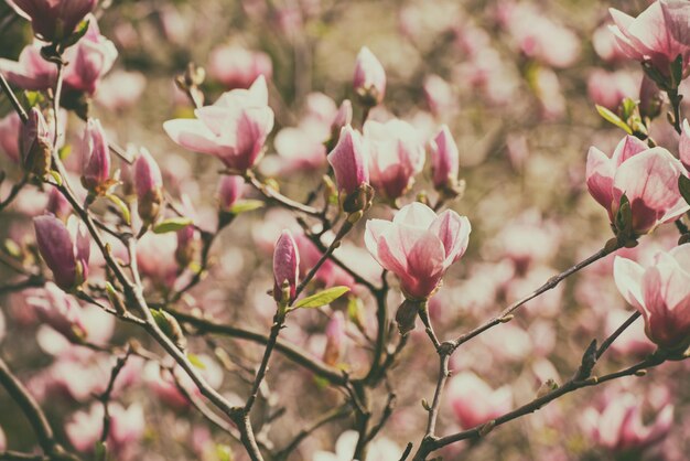 Flores de primavera magnolia