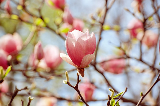 Flores de primavera magnolia