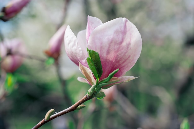 Flores de primavera magnolia