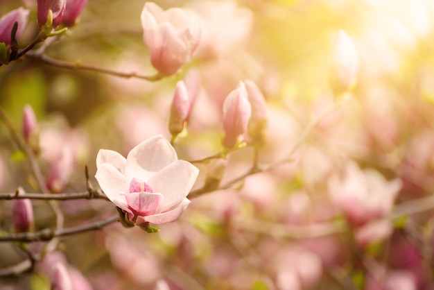 Flores de primavera magnolia