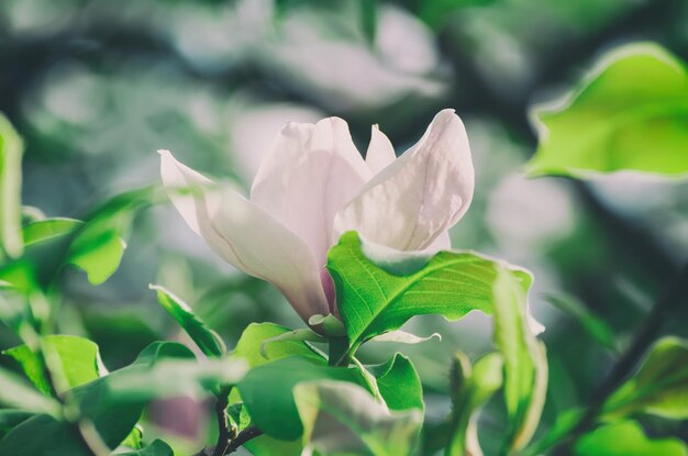 Flores de primavera magnolia