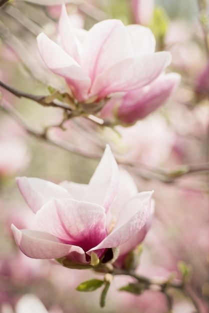 Flores de primavera magnolia