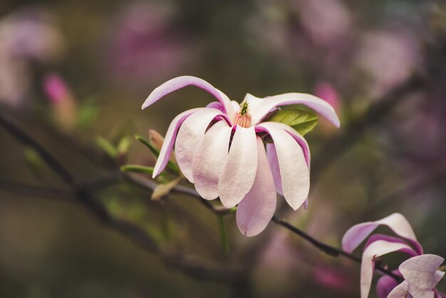 Flores de primavera magnolia