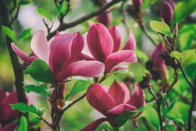 Flores de primavera magnolia