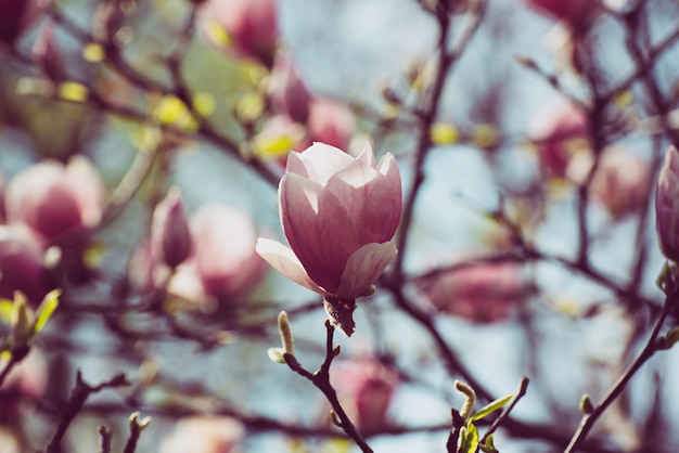 Flores de primavera magnolia