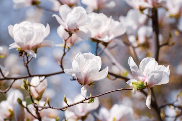 Flores de primavera magnolia