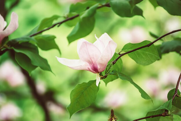 Flores de primavera magnolia