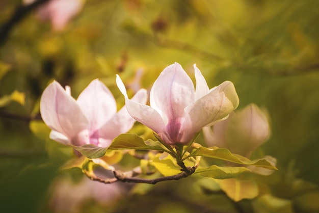 Flores de primavera magnolia