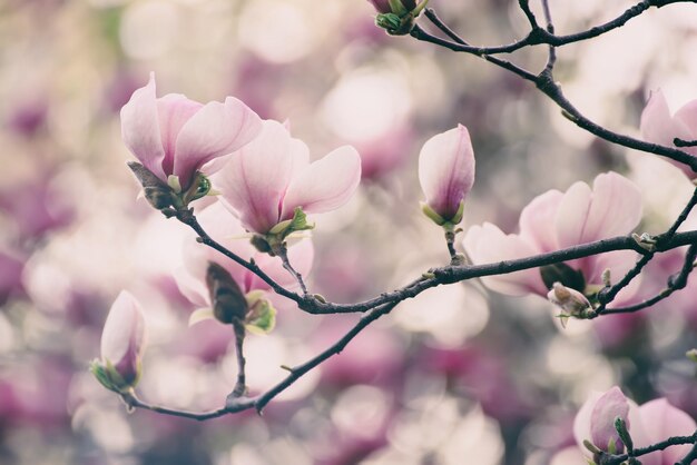 Flores de primavera magnolia