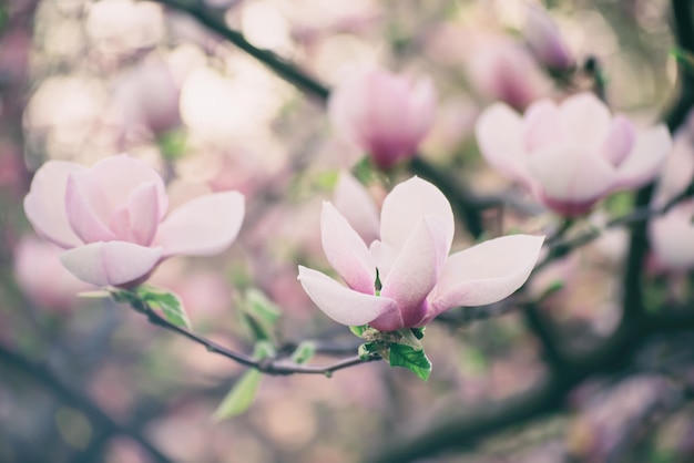 Flores de primavera magnolia