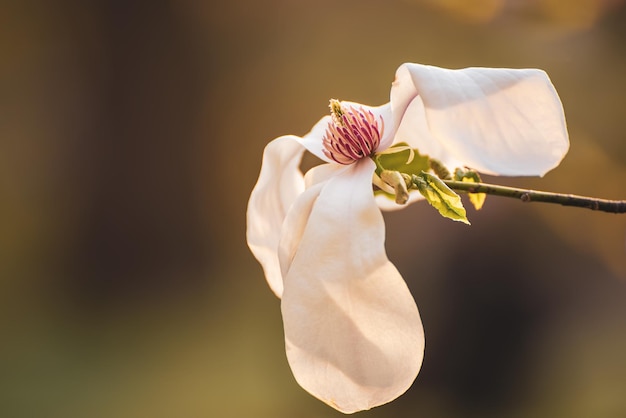 Flores de primavera magnolia