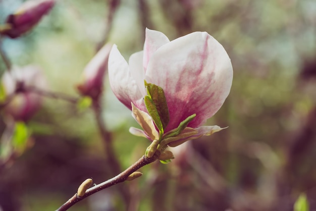 Foto flores de primavera magnolia