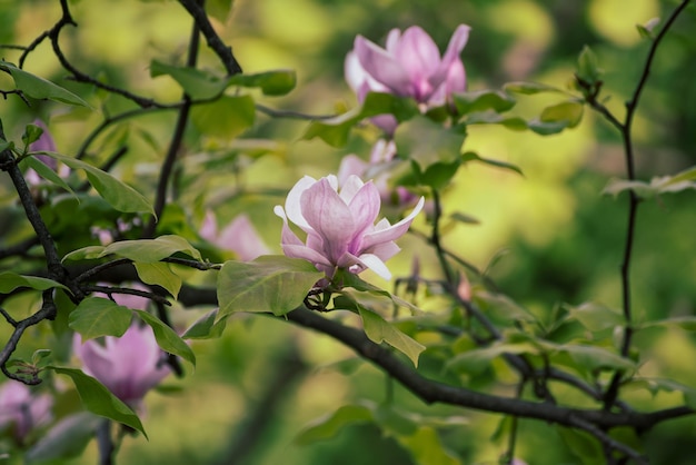 Flores de primavera magnolia