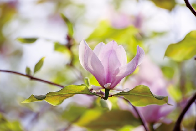 flores de primavera magnolias