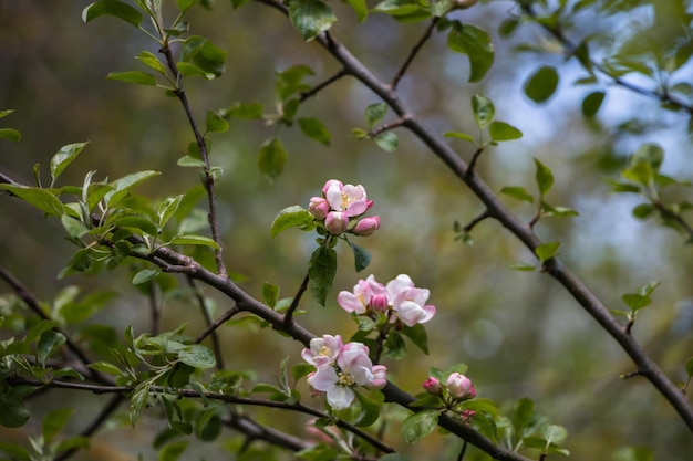 Flores de primavera Manzano floreciente en primavera Fondo de flores naturales
