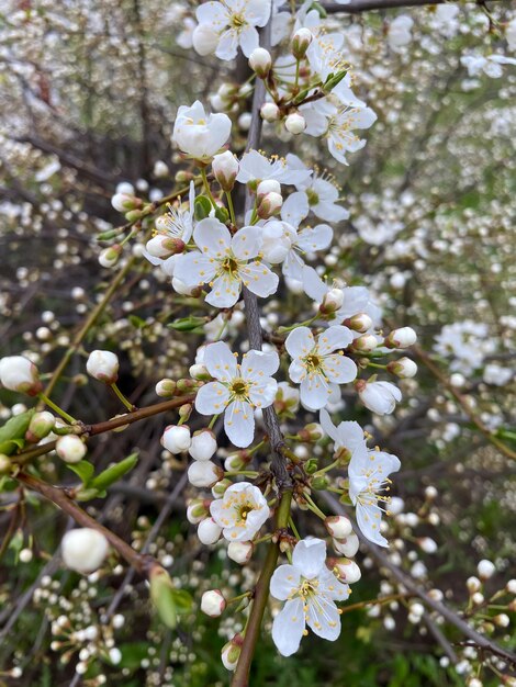 flores de primavera en el manzano