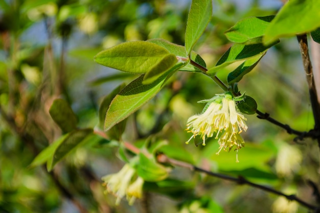 Flores de primavera con miel de luz de madreselva siberiana en un día soleado sobre un fondo de follaje. Lonicera