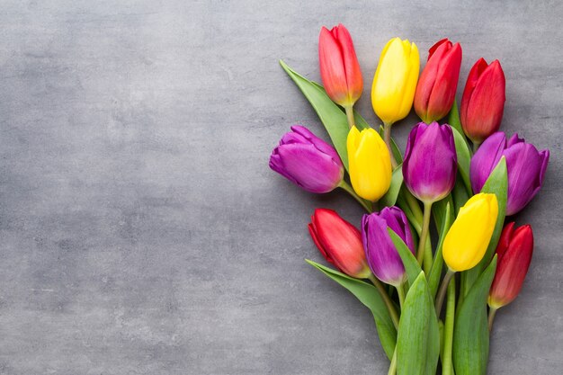 Flores de primavera multicolores, tulipán en gris