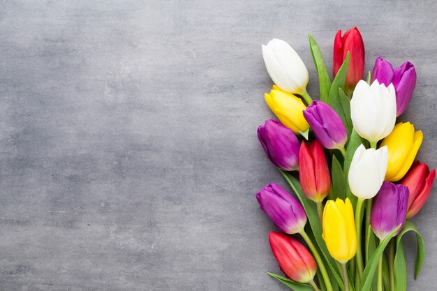 Flores de primavera multicolores, tulipán sobre un fondo gris.