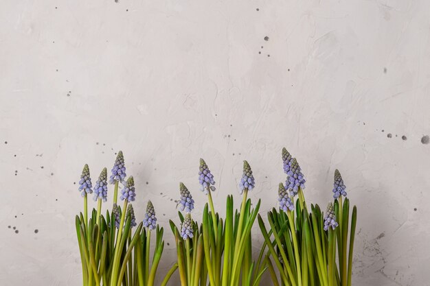 Flores de primavera muscari azul sobre fondo gris rústico. Copia espacio