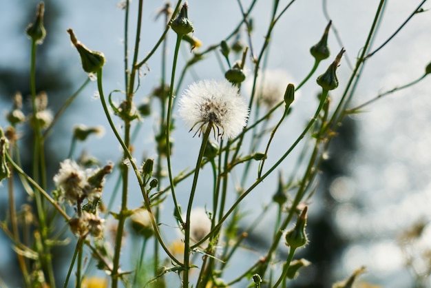 Flores de primavera en la naturaleza.