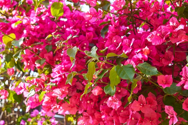 Flores de primavera en la naturaleza.