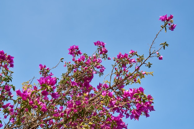 Flores de primavera en la naturaleza.