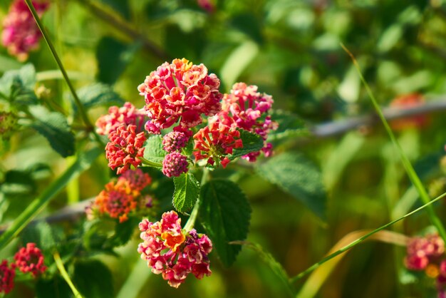 Flores de primavera en la naturaleza.