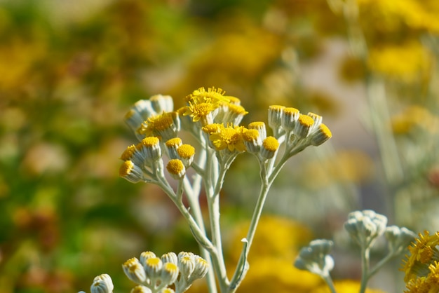 Flores de primavera en la naturaleza.